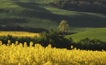 „Morawy wiosną” - Wystawa fotografii Witolda Koleszki w ODK Zasole
