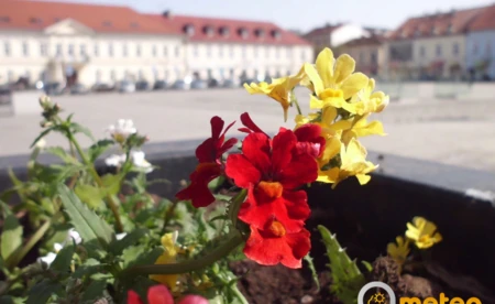 Kwieciście w Oświęcimiu - FOTO