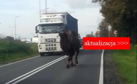 W Zatorze wielbłąd, w Chełmku koń - AKTUALIZACJA