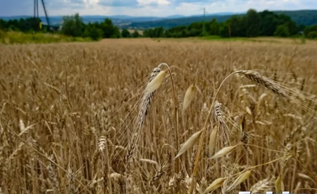 Początek tygodnia bardzo pogodny