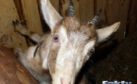Żywa szopka do święta Trzech Króli - FOTO