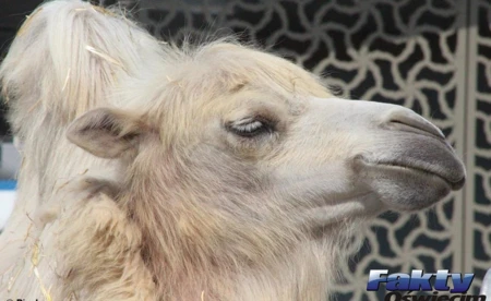 Cyrk z cyrkami - co miasto na orzeczenie sądu?