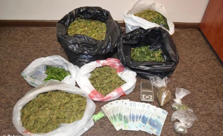 Zlikwidowali uprawę konopi indyjskich - FOTO