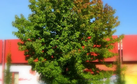 Jesień w powiecie oświęcimskim - FOTO