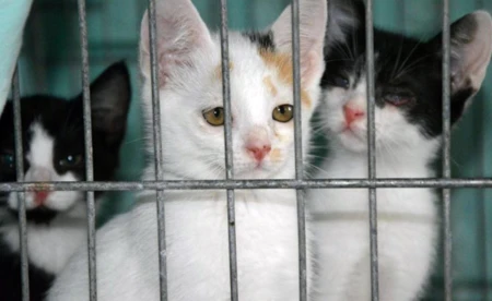 Animalsi potrzebują pieniędzy na kociaki