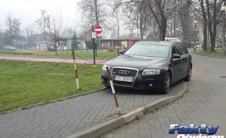 Karne Łosie tam, gdzie jeżdżą karetki - FOTO