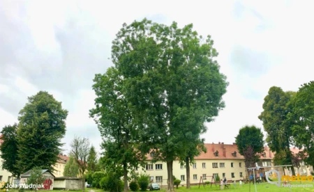 TYCHY-OŚWIĘCIM. Trzecie urodziny kina