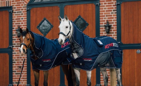 Końskie marzenie pod choinkę. Witeź, Eros i Wawrzyn z apelem