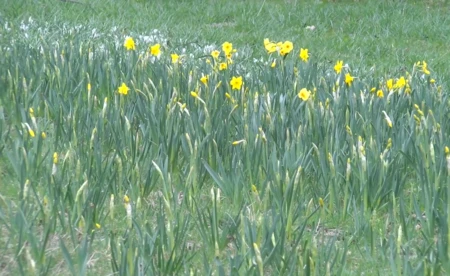 Oświęcimskie Wieści z ratusza - FILM