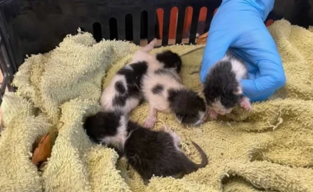 Zwyrodnialec wyrzucił kocięta do kosza. Uratowali je nastolatkowie