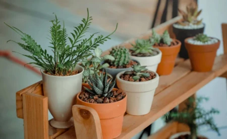 Masz rośliny, których już nie chcesz? Wymień je w ODK Zasole