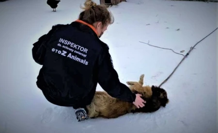 Dzielnicowi i Animalsi kontrolowali warunki życia zwierząt domowych