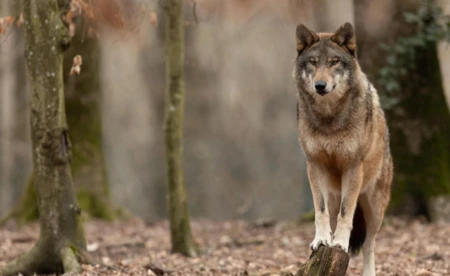 Myśliwi dostrzegli i uwiecznili wilka w grojeckim lesie - FILM