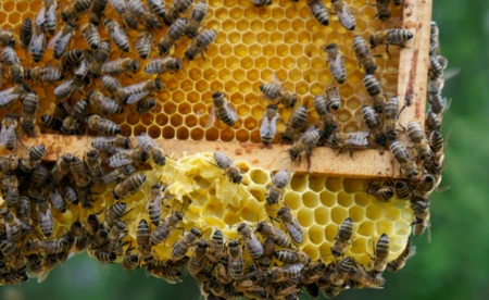 Wielki Dzień Pszczół. Jak wspierać te pożyteczne owady?