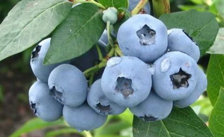 Niebiańskie smaki i wartości odżywcze