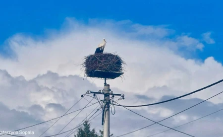 Pierwsze boćki zawitały do powiatu
