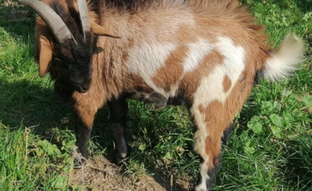 Poszukiwany właściciel kozła 