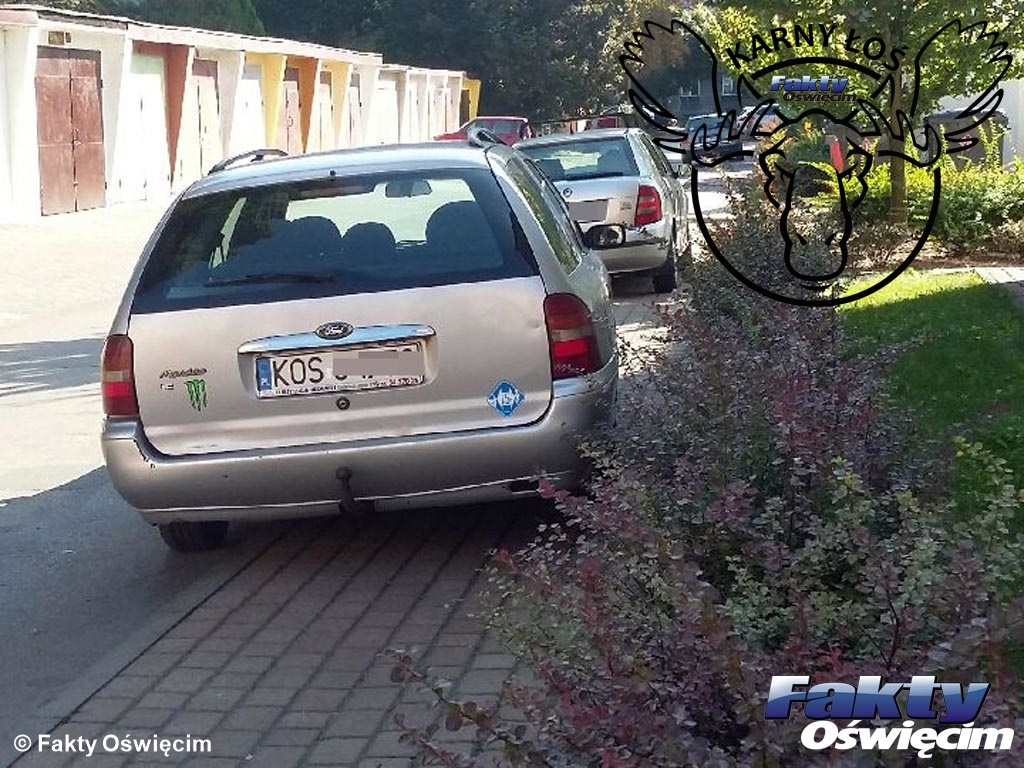 Oświęcim, łoś, karny łoś, karne łosie, parkowanie