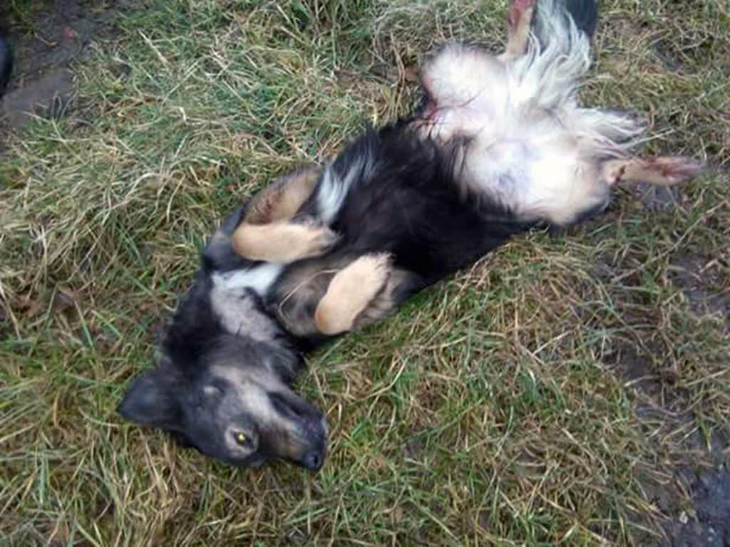W Malcu na ulicy Stawowej, znaleziono postrzelonego psa. Miał dwie rany postrzałowe na brzuchu. Niestety zwierzęcia nie udało się uratować. Policja szuka sprawcy.