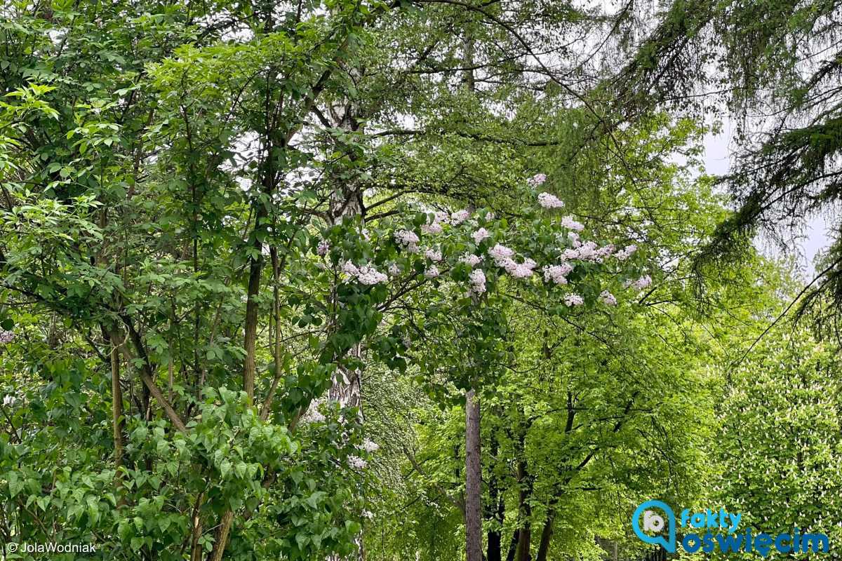 Park Pokoju w Oświęcimiu