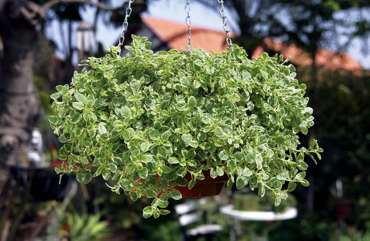 Plantpol, który ma wieloletnie doświadczenie w produkcji roślin balkonowych i rabatowych, bylin, traw, ziół i krzewów zaprasza na Dzień Otwarty.