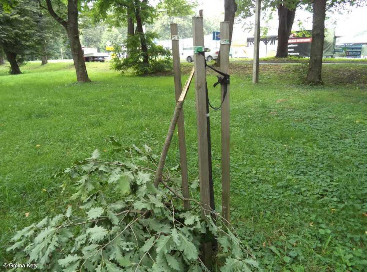 Zniszczone drzewko