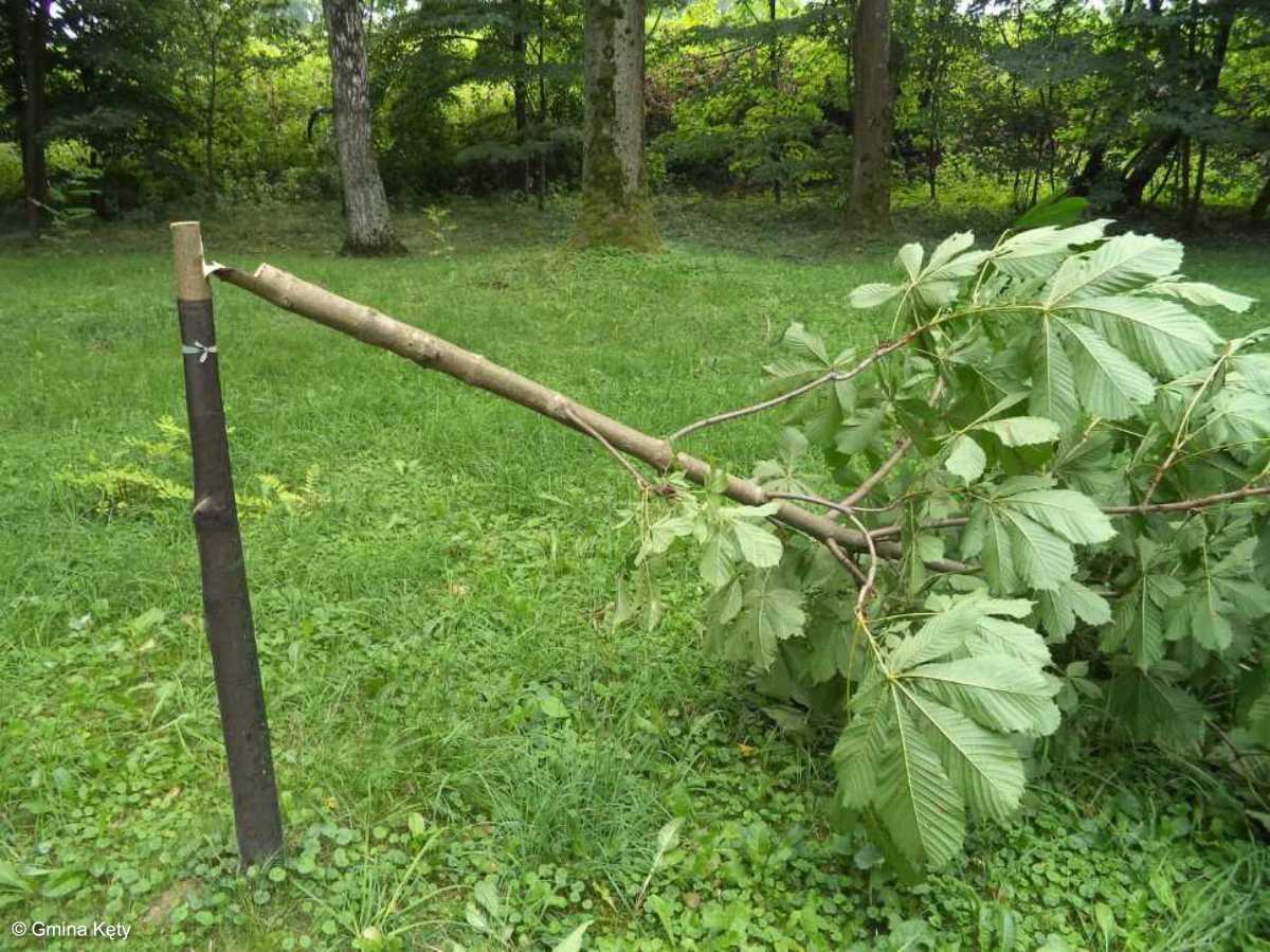 Zniszczone drzewko