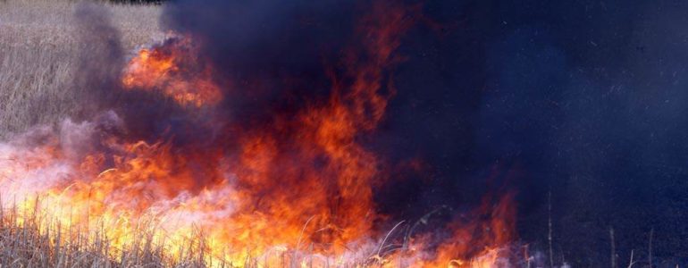 Pożar w lesie w Bobrku