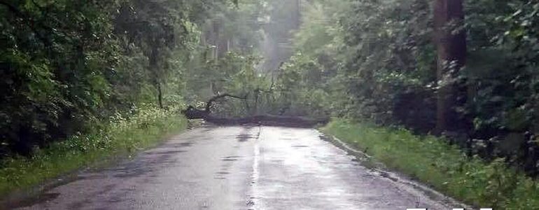 Drzewo spadło na drogę w Bobrku