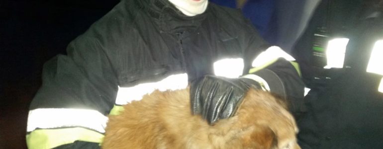 Strażacy uratowali psa, który utknął w stawie – FOTO