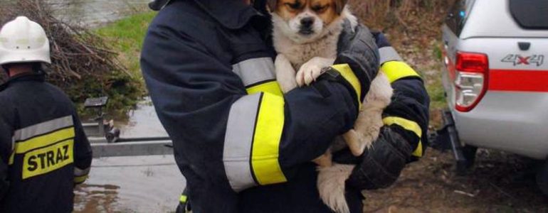 Strażacy uratowali psiaka