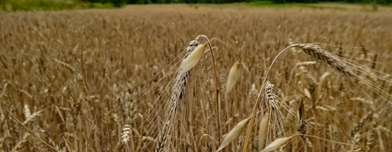 Początek tygodnia bardzo pogodny