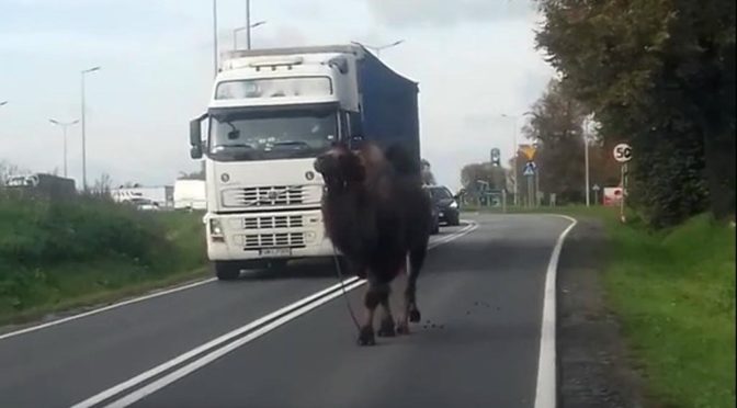 Kierowcy, korzystający dzisiaj z drogi krajowej nr 44 w Zatorze, z pewnością przecierali oczy ze zdumienia. Ci, którzy nie przecierali, chwycili smartfony i nagrywali wielbłądzi spacer.