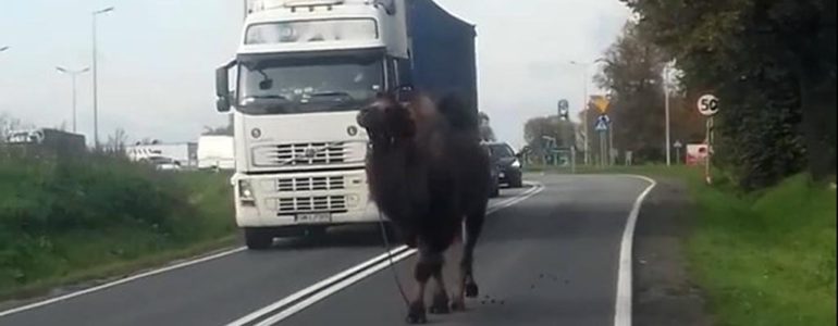 Wielbłąd na drodze krajowej – FILM