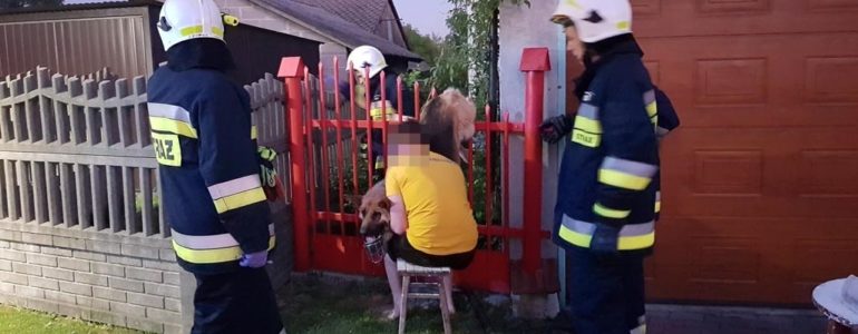 Strażacy ruszyli na pomoc psu – FOTO