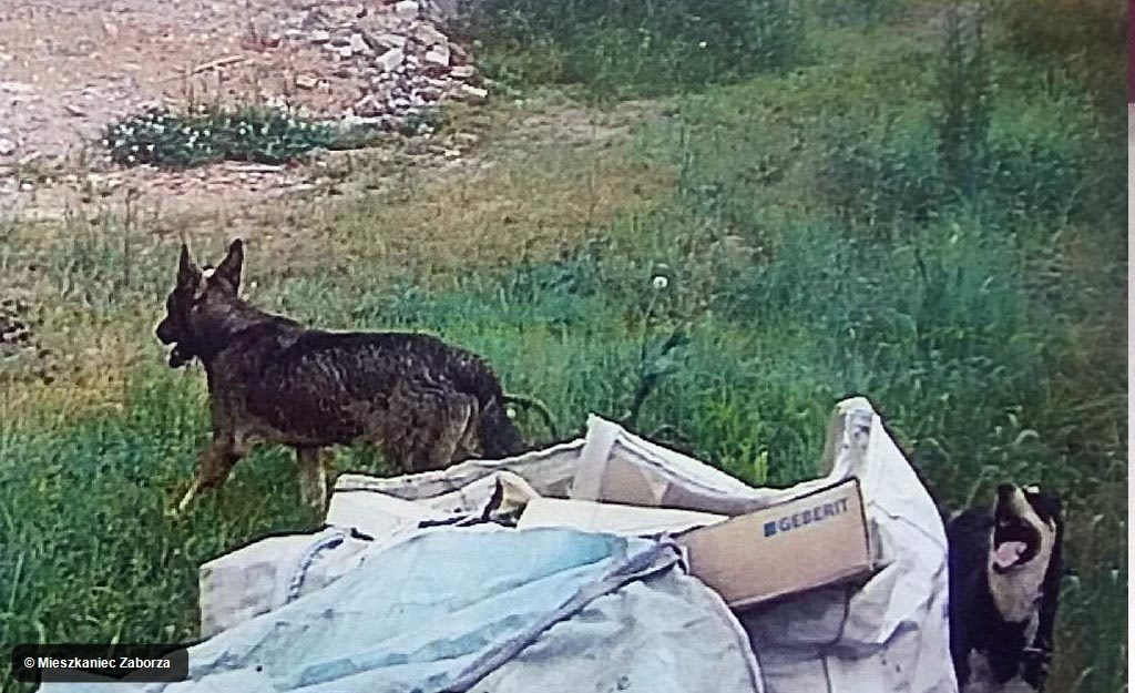 Dwa, prawdopodobnie dziko żyjące psy, zagryzają zwierzęta. Policja apeluje o pomoc w ich ujęciu.