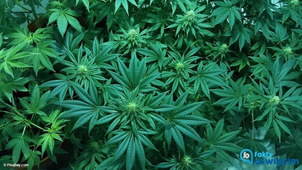 Ponad 60 krzewów konopi indyjskich rosło w Osieku. Policjanci zlikwidowali plantację marihuany, za którą właściciel mógłby uzyskać 40 tysięcy złotych.