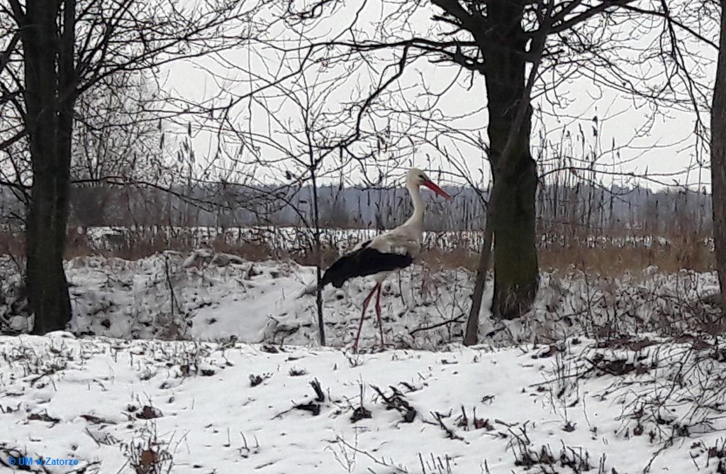 Bociek chodzący po śniegu to niezwyczajny widok. Taki obrazek można jednak zobaczyć w Rudzach koło Zatora, gdzie bocian pozostał na zimę.