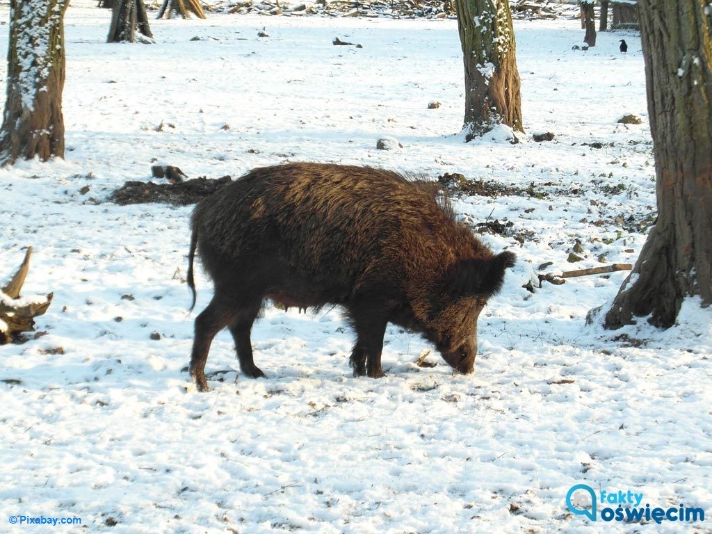 Niedawno na stronie internetowej gminy Oświęcim pojawiło się obwieszczenie, z którego wynikało, że 27 stycznia w Pławach i Babicach odbędzie się polowanie.