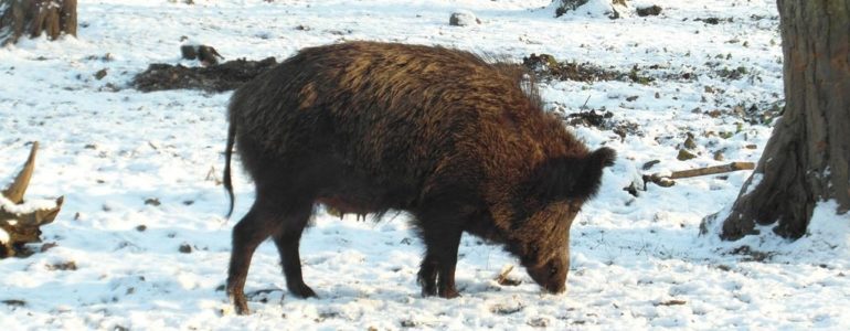 Polowania w niedzielę nie będzie