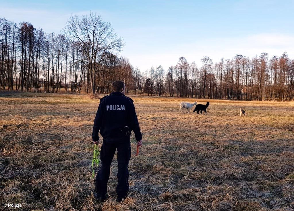 Dwie alpaki uciekły z zagrody i biegały po drodze w Porębie Wielkiej. Ruszyli za nimi policjanci z oświęcimskiej drogówki i właścicielka stadniny koni.