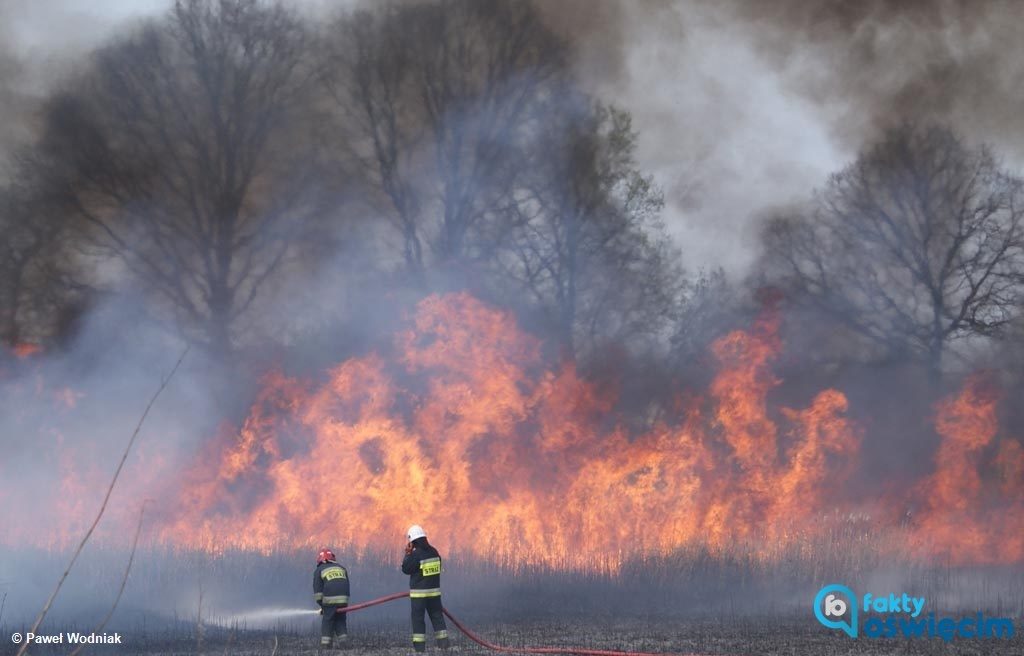 W Kętach wybuchł pożar lasu. Obejmuje kilka hektarów terenów leśnych. Do walki z ogniem wyruszyli strażacy, którzy mają problem z dojazdem na miejsce.