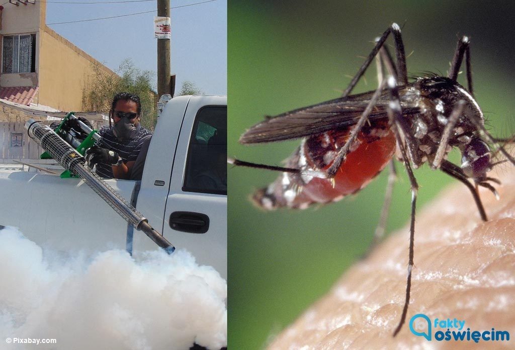 Miasto Oświęcim walczy z komarami od 13 lat. W tym roku opryski opóźniły się ze względu na majowe deszcze. Teraz owadom sprzyja upalna aura.