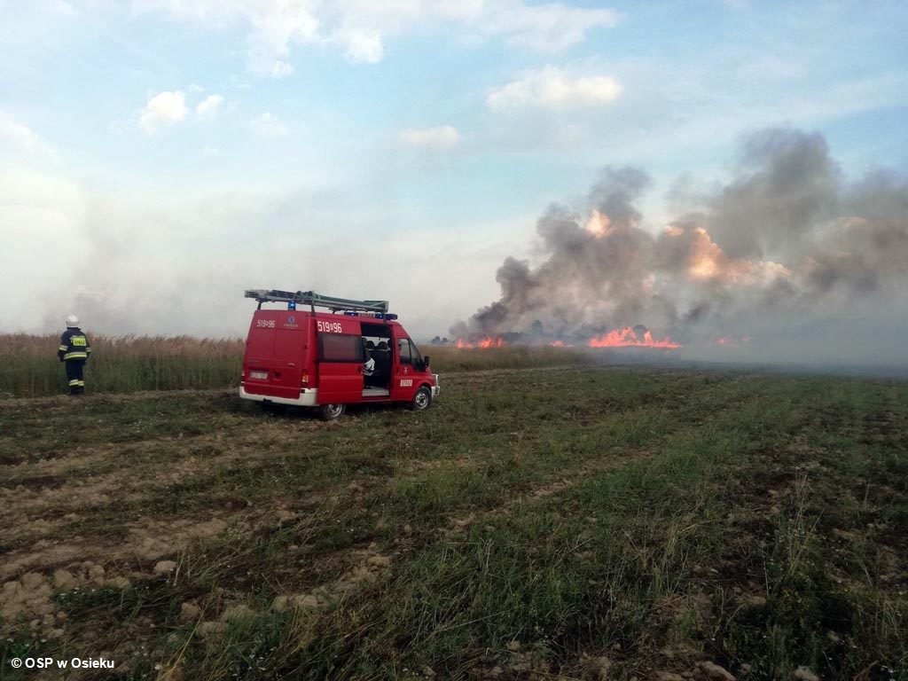 Osiem zastępów straży pożarnej gasiło pożar, który wybuchł w poniedziałek wieczorem w Osieku. Ogień strawił hektar zboża. Nikt nie odniósł obrażeń.