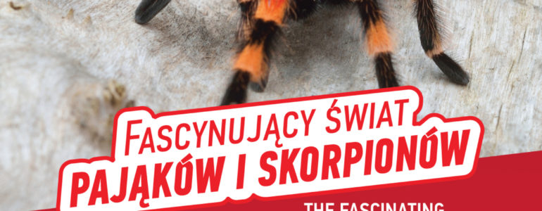 Fascynujący świat pająków i skorpionów