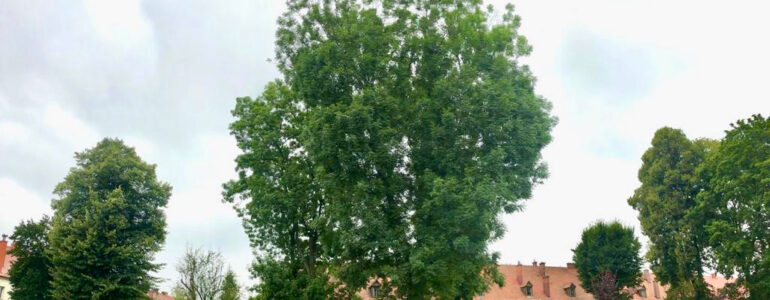 Drzewa po Niemcach w Oświęcimiu – FOTO