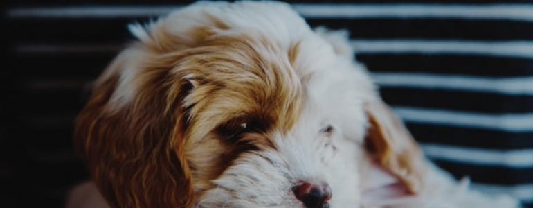 Łzawiące oczy u psa – co powoduje łzawienie oczu i jak sobie z tym poradzić?