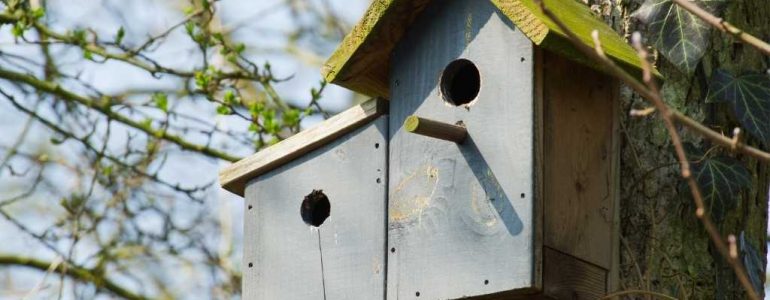 Radny PiS walczy o budki dla ptaków