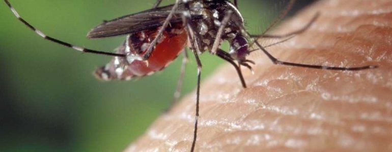 Opryski przeciw komarom w Oświęcimiu