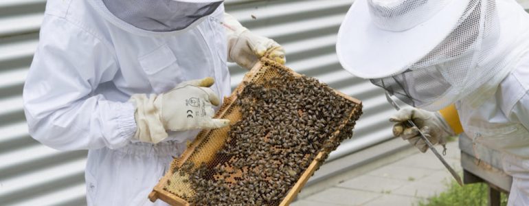 Koło pszczelarzy ziemi oświęcimskiej ma 90 lat